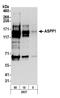 Protein Phosphatase 1 Regulatory Subunit 13B antibody, A300-918A, Bethyl Labs, Western Blot image 