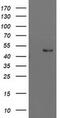 PBX Homeobox 1 antibody, MA5-25580, Invitrogen Antibodies, Western Blot image 