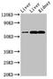 Zinc Finger Protein 695 antibody, orb400256, Biorbyt, Western Blot image 