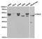 FIP-3 antibody, TA326862, Origene, Western Blot image 
