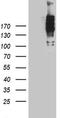 CAIN antibody, TA890139, Origene, Western Blot image 