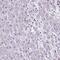 ATM Interactor antibody, NBP2-39079, Novus Biologicals, Immunohistochemistry frozen image 