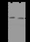 Mitochondrial Ribosomal Protein S22 antibody, 204461-T44, Sino Biological, Western Blot image 