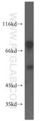 Proteasome 26S Subunit, Non-ATPase 12 antibody, 11412-1-AP, Proteintech Group, Western Blot image 