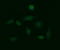 Galactosidase Beta 1 antibody, LS-B10989, Lifespan Biosciences, Immunofluorescence image 