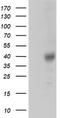 ZFP36 Ring Finger Protein antibody, TA502383S, Origene, Western Blot image 
