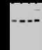 Zinc finger protein ubi-d4 antibody, 203094-T38, Sino Biological, Western Blot image 