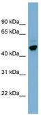One Cut Homeobox 2 antibody, TA344540, Origene, Western Blot image 