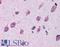 CD316 antibody, LS-A9934, Lifespan Biosciences, Immunohistochemistry frozen image 