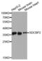 Syndecan Binding Protein 2 antibody, abx003496, Abbexa, Western Blot image 