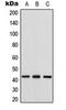 Gap Junction Protein Alpha 1 antibody, orb216117, Biorbyt, Western Blot image 