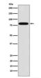 Zyxin antibody, M02365, Boster Biological Technology, Western Blot image 