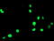 Peroxisome Proliferator Activated Receptor Alpha antibody, CF503540, Origene, Immunofluorescence image 
