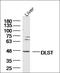 DLTS antibody, orb156597, Biorbyt, Western Blot image 
