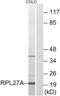 Ribosomal Protein L27a antibody, abx014119, Abbexa, Western Blot image 