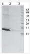 Ribonuclease 7 antibody, AM33435PU-N, Origene, Western Blot image 