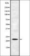 G Protein-Coupled Receptor 45 antibody, orb335618, Biorbyt, Western Blot image 