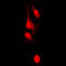 HT31 antibody, GTX54888, GeneTex, Immunofluorescence image 