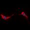 Aquaporin 2 antibody, orb235021, Biorbyt, Immunofluorescence image 