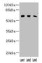 Kelch Like Family Member 23 antibody, LS-C399868, Lifespan Biosciences, Western Blot image 