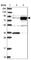 HMMR antibody, HPA040025, Atlas Antibodies, Western Blot image 