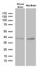 Pancreas Associated Transcription Factor 1a antibody, M03891, Boster Biological Technology, Western Blot image 