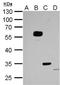 FLAG antibody, NBP2-43570, Novus Biologicals, Western Blot image 