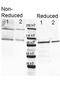 Y-Box Binding Protein 1 antibody, orb344679, Biorbyt, Western Blot image 