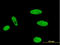 MLLT1 Super Elongation Complex Subunit antibody, LS-C197687, Lifespan Biosciences, Immunofluorescence image 