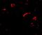 SLIK3 antibody, NBP2-81815, Novus Biologicals, Immunofluorescence image 