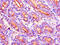 Dynein Cytoplasmic 2 Heavy Chain 1 antibody, CSB-PA818763LA01HU, Cusabio, Immunohistochemistry frozen image 