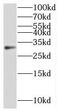 Methyltransferase Like 6 antibody, FNab05142, FineTest, Western Blot image 