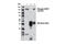 CUB domain-containing protein 1 antibody, 13093S, Cell Signaling Technology, Immunoprecipitation image 