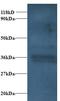 Cytochrome C1 antibody, LS-C211040, Lifespan Biosciences, Western Blot image 