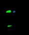 SECTM1 antibody, 12269-RP02, Sino Biological, Immunoprecipitation image 