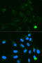 GNT1 antibody, 16-677, ProSci, Immunofluorescence image 