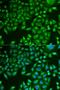 Pancreatic Lipase antibody, LS-C349125, Lifespan Biosciences, Immunofluorescence image 