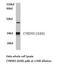 DIA1 antibody, LS-C177475, Lifespan Biosciences, Western Blot image 
