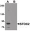 Storkhead Box 2 antibody, PA5-21063, Invitrogen Antibodies, Western Blot image 