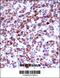 Sialic Acid Binding Ig Like Lectin 8 antibody, 57-823, ProSci, Immunohistochemistry paraffin image 
