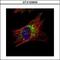 DnaJ Heat Shock Protein Family (Hsp40) Member A3 antibody, GTX100608, GeneTex, Immunocytochemistry image 