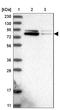 Zinc Finger Protein 507 antibody, NBP1-82932, Novus Biologicals, Western Blot image 