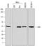 Protein DEK antibody, MAB7020, R&D Systems, Western Blot image 