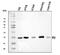 60S ribosomal protein L32 antibody, A06487-1, Boster Biological Technology, Western Blot image 