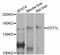 Histone-lysine N-methyltransferase, H3 lysine-79 specific antibody, abx125778, Abbexa, Western Blot image 
