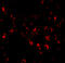 Sialic Acid Binding Ig Like Lectin 11 antibody, 5151, ProSci, Immunofluorescence image 