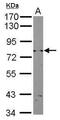 DNA repair helicase RAD3 antibody, PA5-32174, Invitrogen Antibodies, Western Blot image 