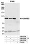 Cap Methyltransferase 1 antibody, A300-303A, Bethyl Labs, Immunoprecipitation image 