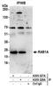 RAB1A, Member RAS Oncogene Family antibody, A305-328A, Bethyl Labs, Immunoprecipitation image 