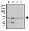 Family With Sequence Similarity 8 Member A1 antibody, NBP2-47125, Novus Biologicals, Western Blot image 